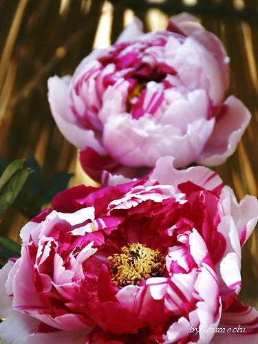 e0156083_71109.jpg