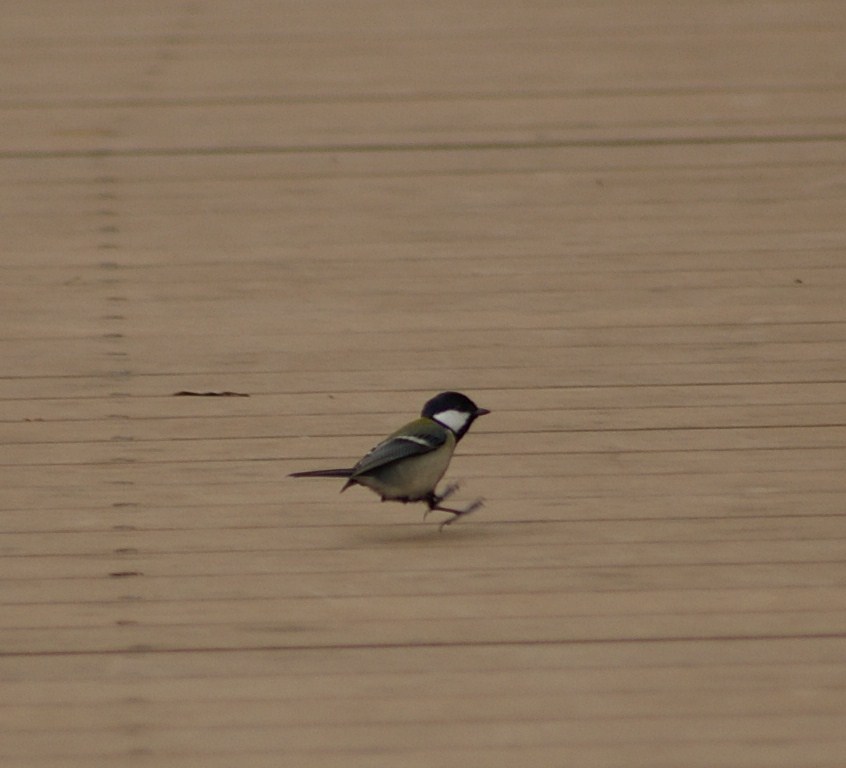 川原大池　　今日の鳥_e0197884_172984.jpg