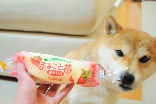 赤くてちっちゃいもの、何だ?_a0126590_5195450.jpg