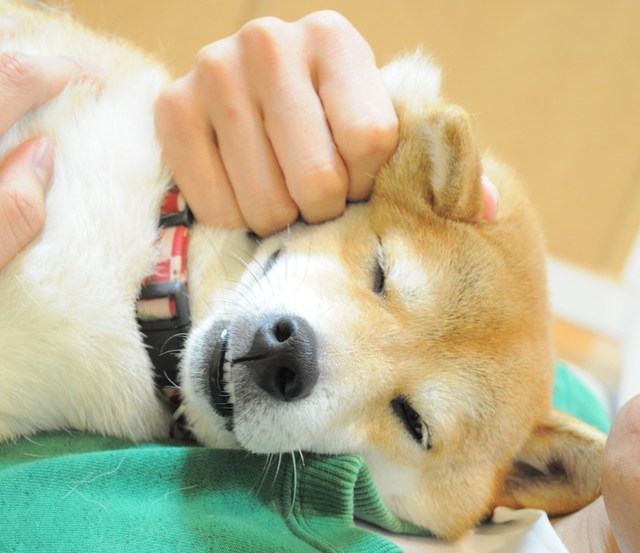 赤くてちっちゃいもの、何だ?_a0126590_5282356.jpg