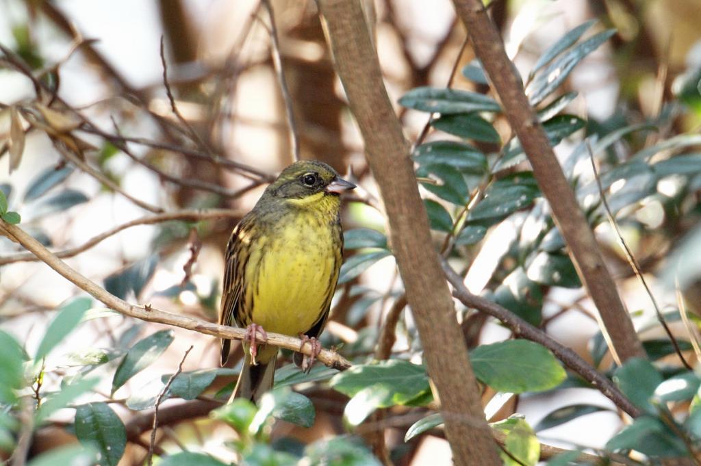 2011　01　12　公園鳥撮影_a0143491_21385517.jpg