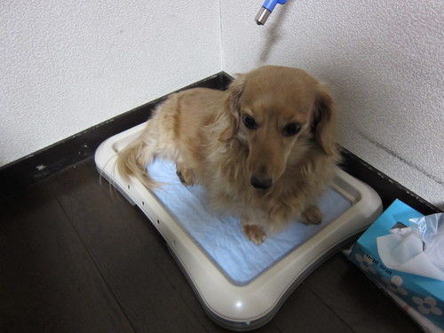 波板_b0200291_18224126.jpg
