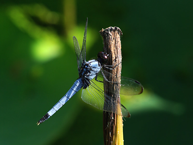 オオシオカラトンボ（舞鶴公園 2010/09/18撮影）_f0204094_10393812.jpg