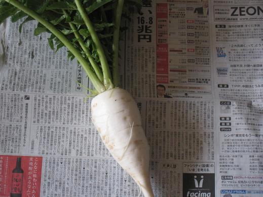 飛び上がりそうに辛い大根 楽 遊 学 ビバ人生 飛び上がりそうに辛い大根 楽 遊 学 ビバ人生