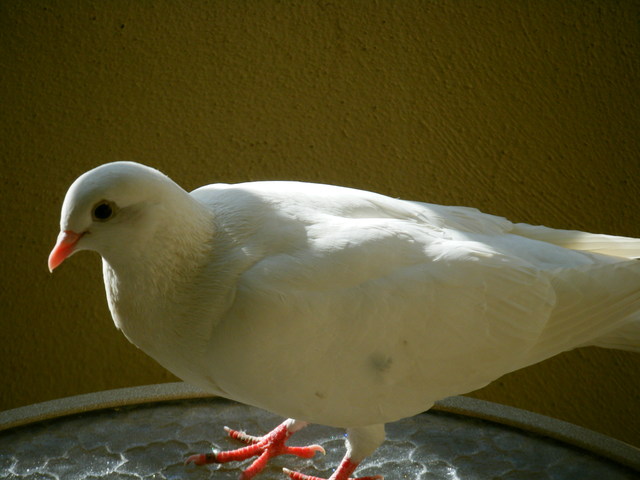 a0196698_13592565.jpg