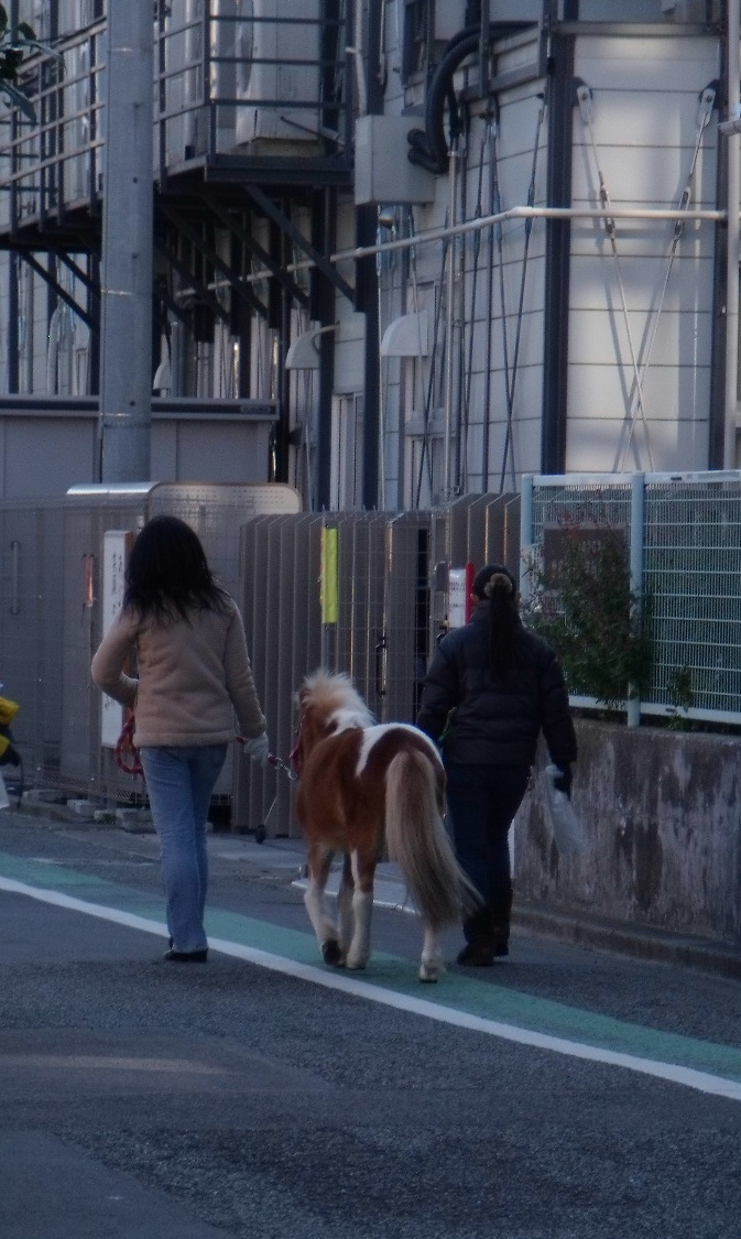 動くポニー 馬 散歩 とことこ 歩く うま ウマ ぬいぐるみ