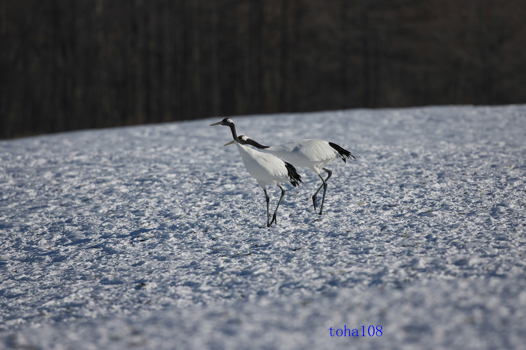 飛び立つタンチョウ_f0010298_0202642.jpg