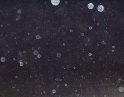 e0103408_15103879.jpg