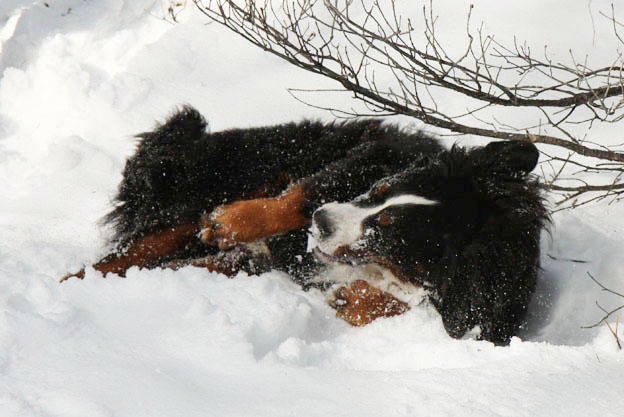 1月9日　森の中で雪遊び_f0137508_12335460.jpg