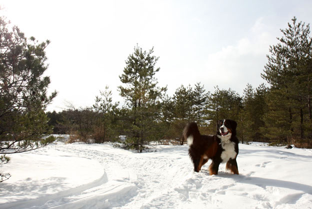 1月9日　森の中で雪遊び_f0137508_12372621.jpg