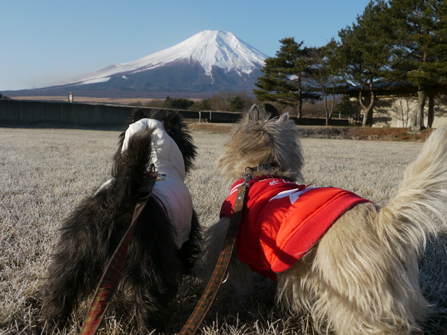 新春♪富士五湖めぐり　その②_c0039114_1317558.jpg