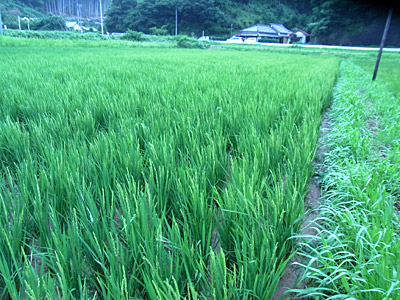 d0023725_193145.jpg