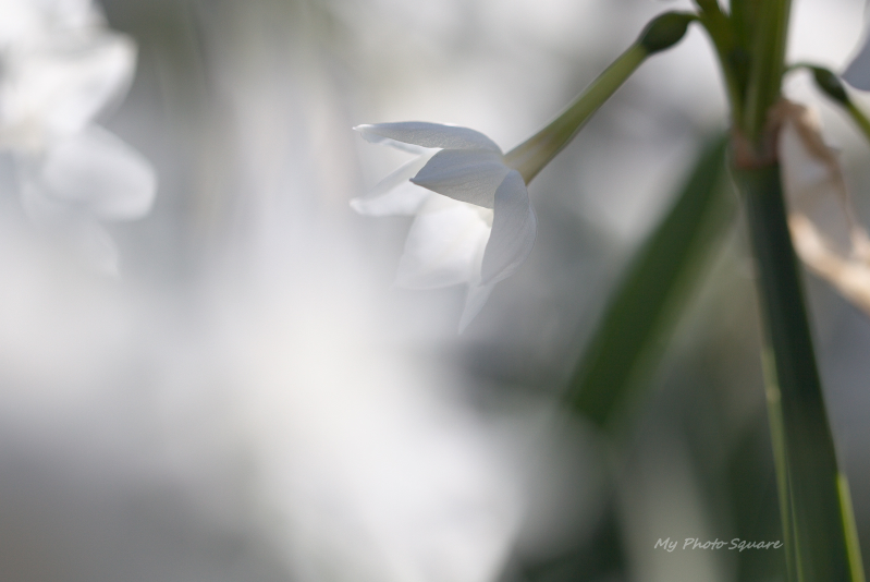 新宿御苑の花の様子_c0167028_23293930.jpg