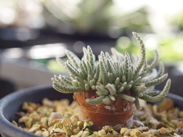 アルストニー　多肉植物 アボニア・アルストニーの基本情報・育て方｜多肉植物・サボテン