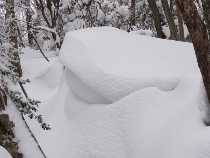 霧氷育つ高見山のエビの尻尾_a0122149_22321457.jpg