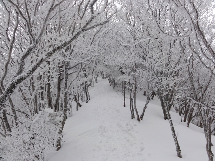 霧氷育つ高見山のエビの尻尾_a0122149_22382598.jpg