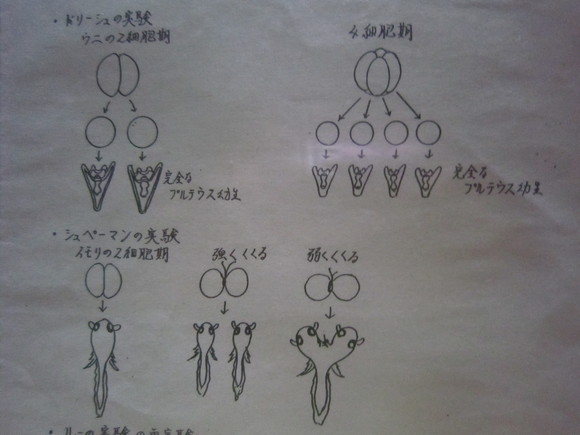 高校生物　分裂実験　ｷﾓ注意_d0055259_22404863.jpg