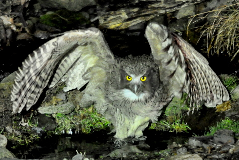 絶滅危惧種捨てカット復活祭!シマフクロウ、オオワシ..._b0165760_014829.jpg