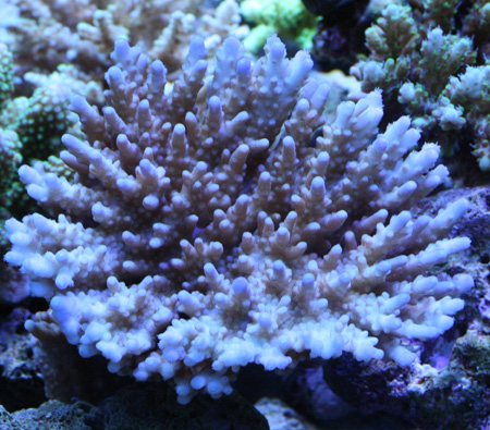 a0162261_2162279.jpg