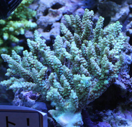 a0162261_2162534.jpg
