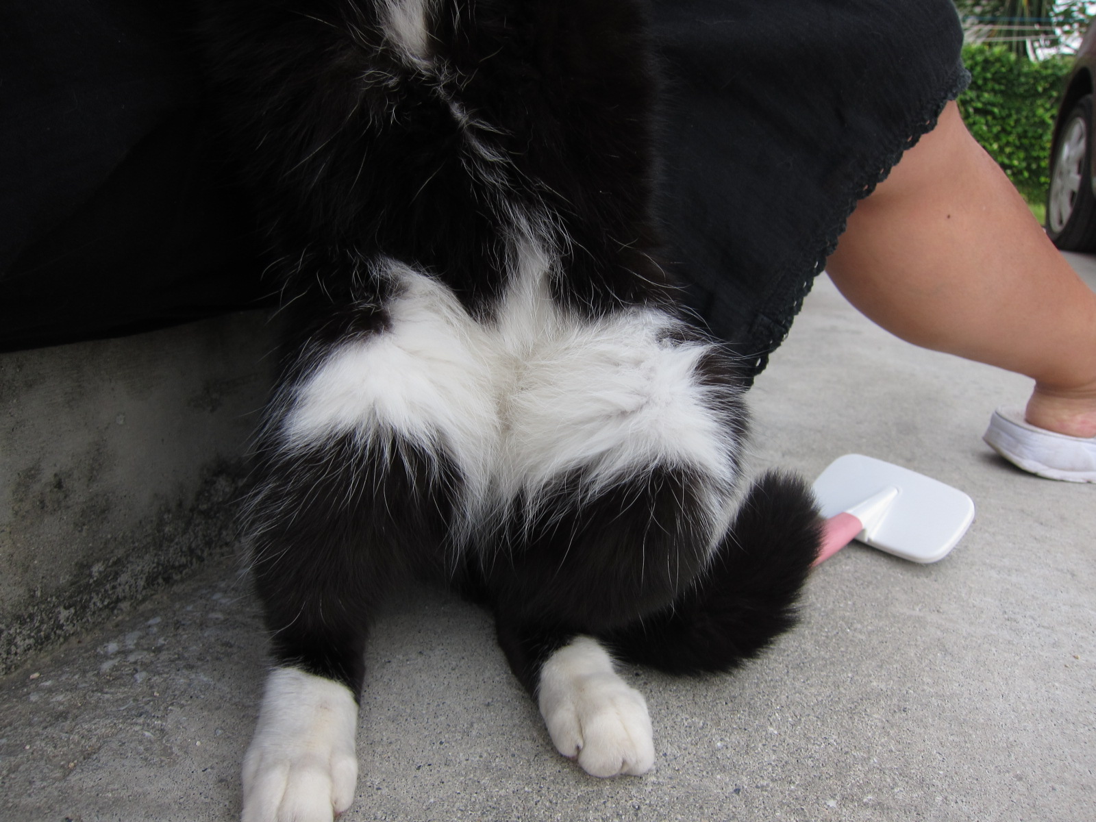 panda._c0153966_20462688.jpg