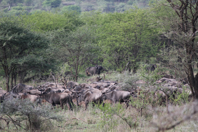 ライオンキング TANZANIA_e0184067_1775151.jpg