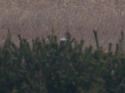 １１年１月木曽岬干拓野鳥生息調査_f0160773_1452986.jpg