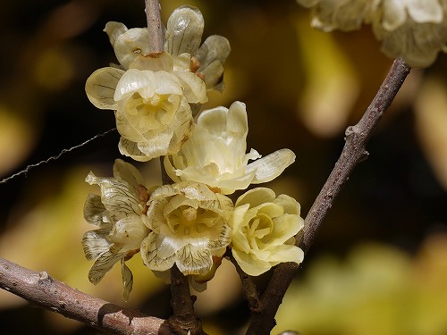 黒線入りソシンロウバイ ソシンロウバイ 花と葉っぱ 黒線入りソシンロウバイ ソシンロウバイ 花と葉っぱ