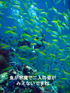 今までで一番かも!?のダイビング_f0144385_22314697.jpg