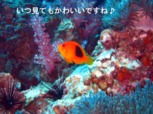 今までで一番かも!?のダイビング_f0144385_22321027.jpg
