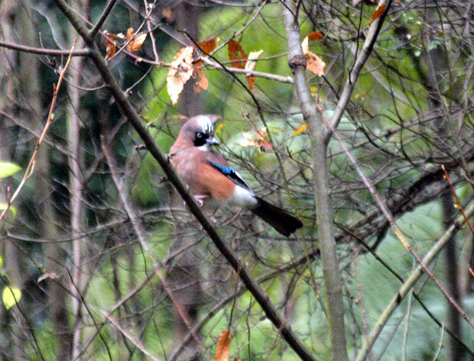 e0123889_2121587.jpg