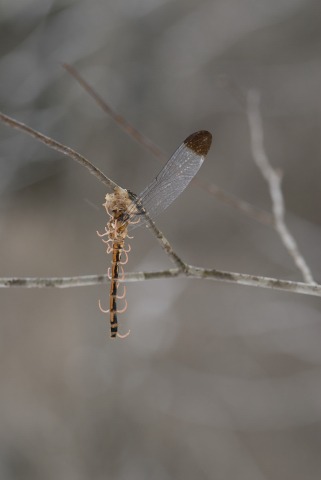 b0194593_55752100.jpg