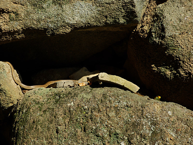 シマヘビ（舞鶴公園 2010/09/18撮影）_f0204094_19214768.jpg