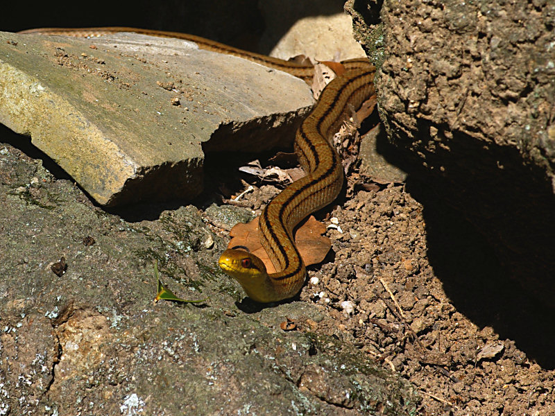 シマヘビ（舞鶴公園 2010/09/18撮影）_f0204094_1922855.jpg