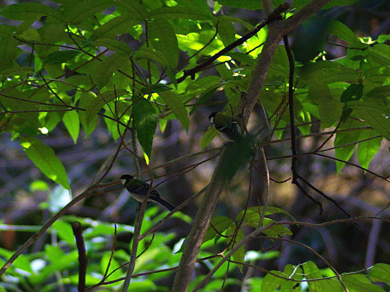 シジュウカラ（舞鶴公園 2010/09/18撮影）_f0204094_1951147.jpg