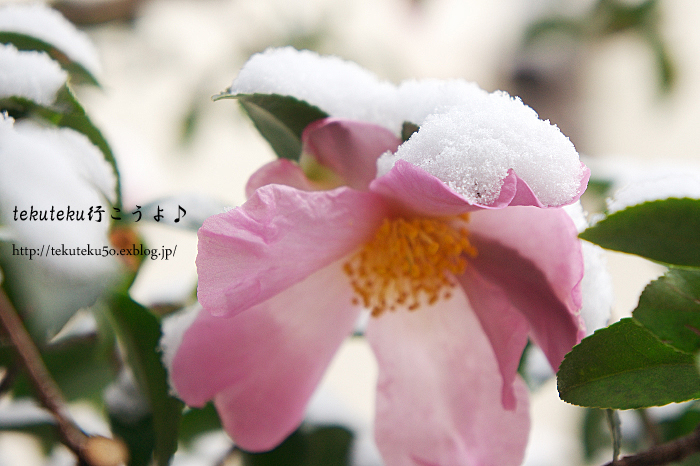 雪が重たいね_f0112806_9542971.jpg