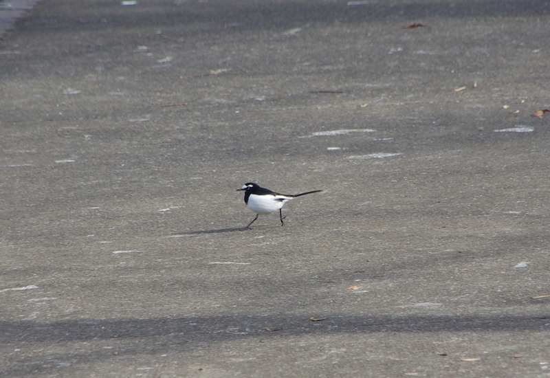 極寒？の探鳥会_e0034313_556727.jpg