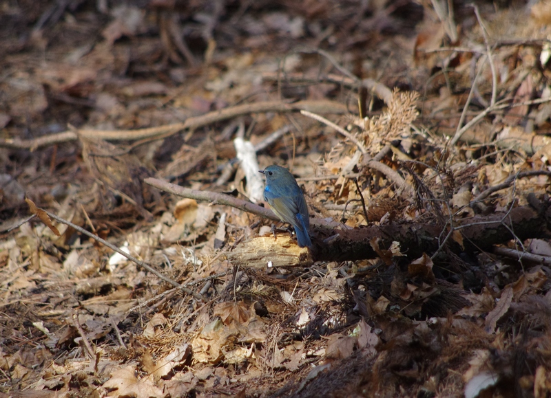 極寒？の探鳥会_e0034313_557995.jpg