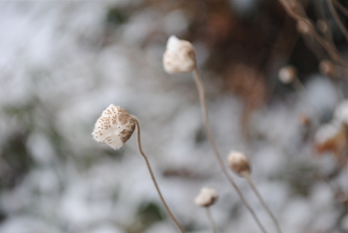 今度は雪_f0128316_8583786.jpg