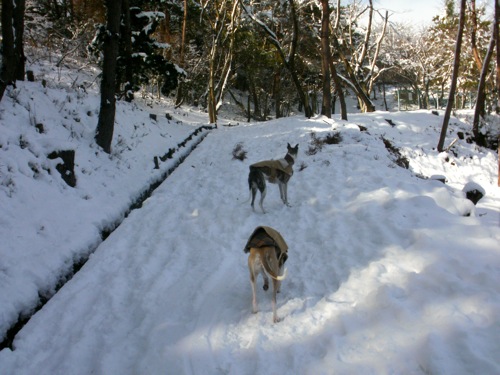 snow snw snow!_a0197730_23501790.jpg