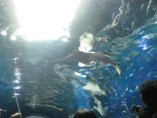 e0133031_11301514.jpg