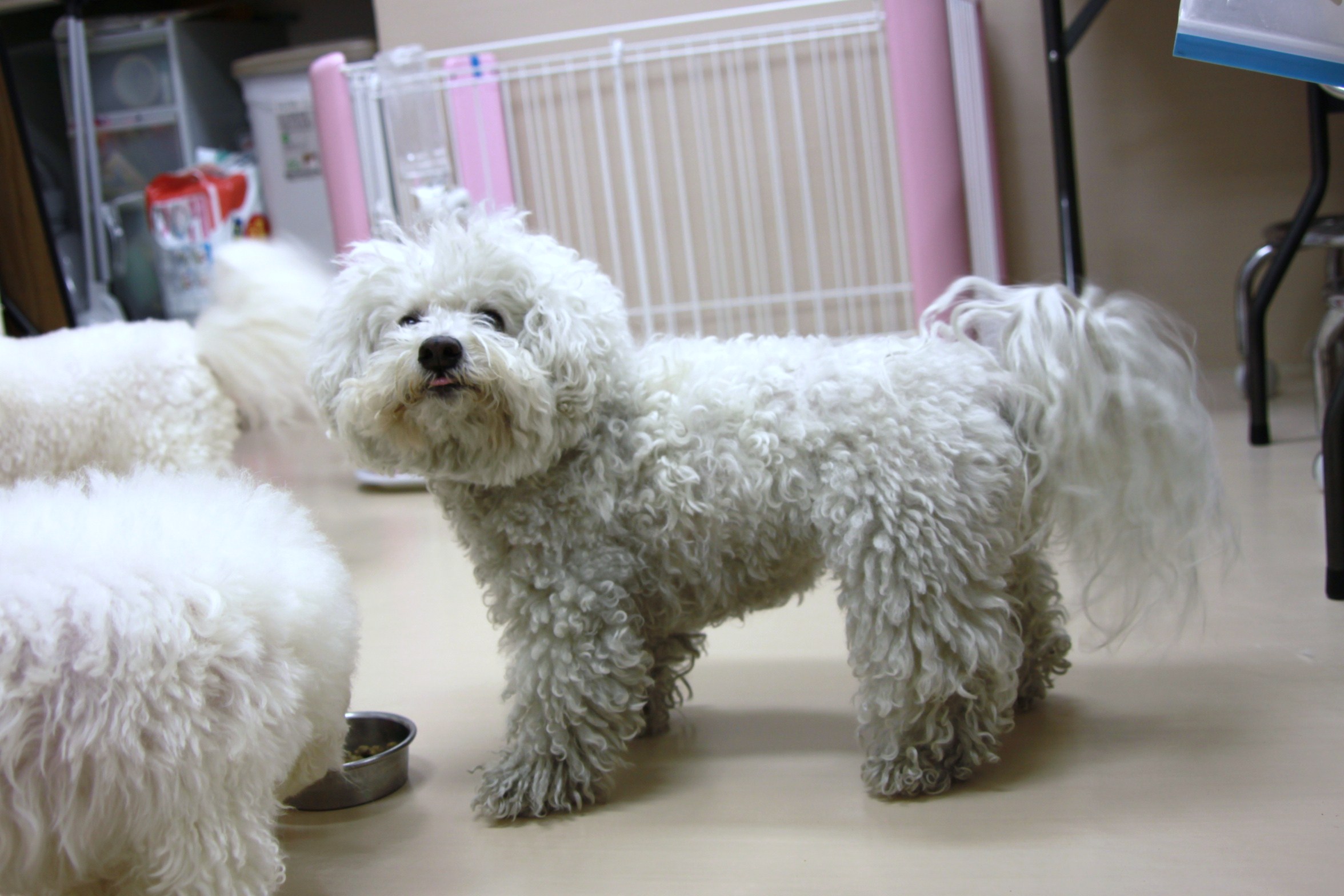 ビションフリーゼ パピーちゃん リッチー君の巻 Dogsalon Mahalo