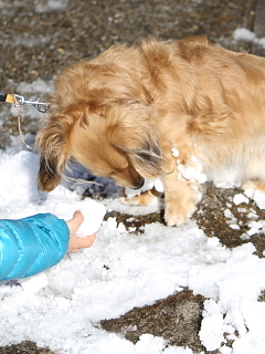 まふぃん 雪遊び_c0219737_15311682.jpg