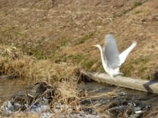 笊川のカモと奈良の鹿_b0169238_2140911.jpg