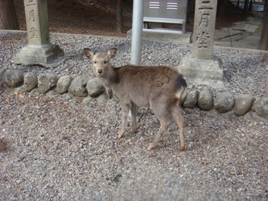 笊川のカモと奈良の鹿_b0169238_21411373.jpg