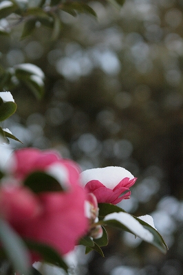 a0182241_11455631.jpg