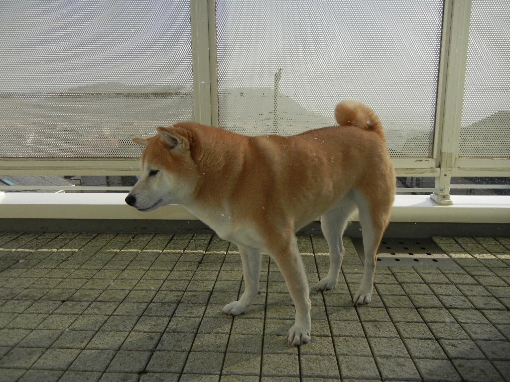 2011年1月16日(日)今日は青汁デビューです!_f0060461_20501185.jpg