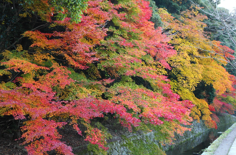 京都（５）_e0096372_6393664.jpg