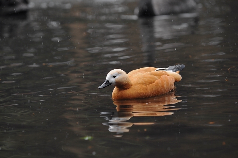 水辺の鳥 アカツクシガモ他_f0053272_14443014.jpg