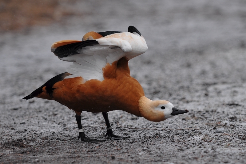 水辺の鳥 アカツクシガモ他_f0053272_1446398.jpg